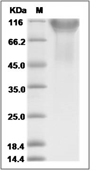 Siglec-2/CD22 Protein, Human, Recombinant