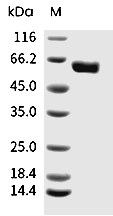 CD73 Protein, Mouse, Recombinant (His)