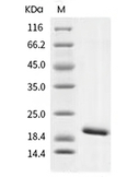 IL-1 beta/IL-1F2 Protein, Human, Recombinant