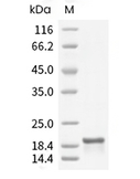 Alpha-Synuclein Protein, Human, Recombinant