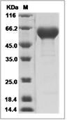 Osteomodulin Protein, Human, Recombinant (His)