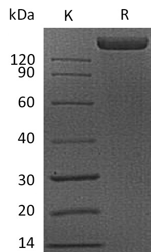 VEGFR1/FLT-1 Protein, Human, Recombinant (hFc)