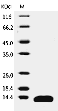 Leptin Protein, Human, Recombinant