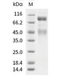 HGFR/c-Met Protein, Human, Recombinant (His)