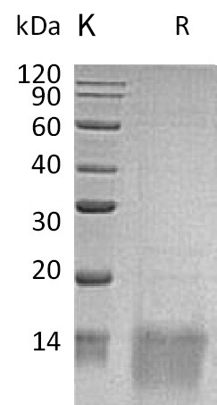 GDF-11 Protein, Human, Recombinant