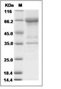 AMH Protein, Human, Recombinant (His)