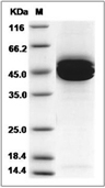 IL-12B Protein, Mouse, Recombinant (His)