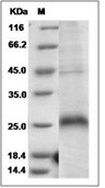 CD27/TNFRSF7 Protein, Human, Recombinant (His)