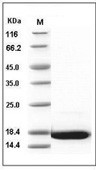 FGF-1 Protein, Human, Recombinant