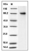 COX-2 Protein, Human, Recombinant (His)