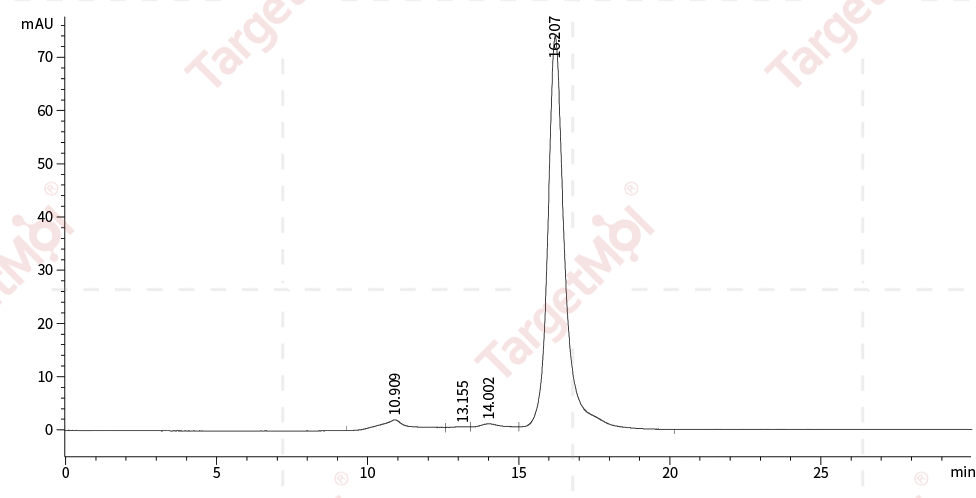 CD73 Protein, Human, Recombinant (His)