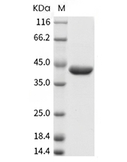 YKL-40/CHI3L1 Protein, Human, Recombinant (His)