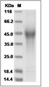 CD44 Protein, Mouse, Recombinant (His)