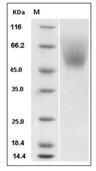 SIRP alpha Protein, Mouse, Recombinant (His)