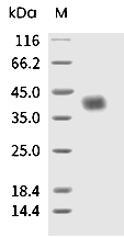 Siglec-3/CD33 Protein, Mouse, Recombinant (His)