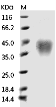 CD28 Protein, Human, Cynomolgus, Rhesus, Recombinant (His)