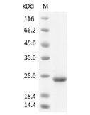 FGF-7/KGF Protein, Human, Recombinant (His)