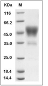 CD24 Protein, Mouse, Recombinant (hFc)