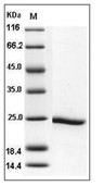 HSP90 alpha Protein, Human, Recombinant