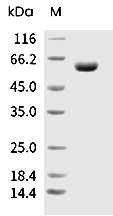 CD73 Protein, Cynomolgus, Recombinant (His)