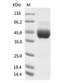 CD38 Protein, Human, Recombinant (His)