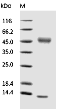 FCGRT & B2M Heterodimer Protein, Mouse, Recombinant (His)