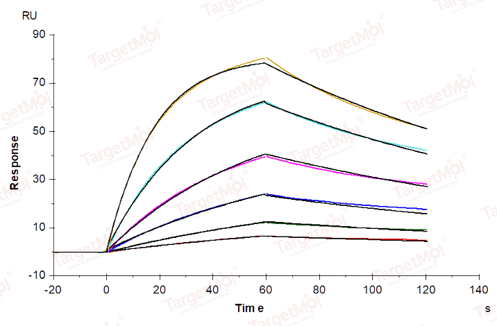 FCGRT & B2M Heterodimer Protein, Mouse, Recombinant (His)