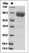 VISTA Protein, Mouse, Recombinant (hFc)