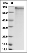 Notch 4 Protein, Human, Recombinant (His)