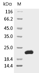 FGF-10 Protein, Human, Recombinant