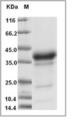 BDNF Protein, Mouse, Recombinant (His)