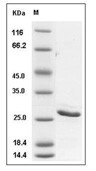 BCL2 Protein, Human, Recombinant (His)