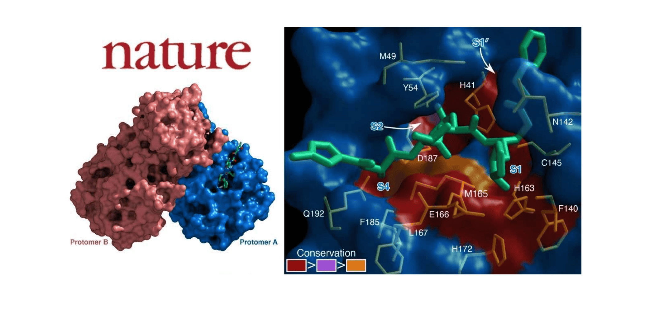 Latest Nature paper on searching COVID-19 drugs cites TargetMol's compound library