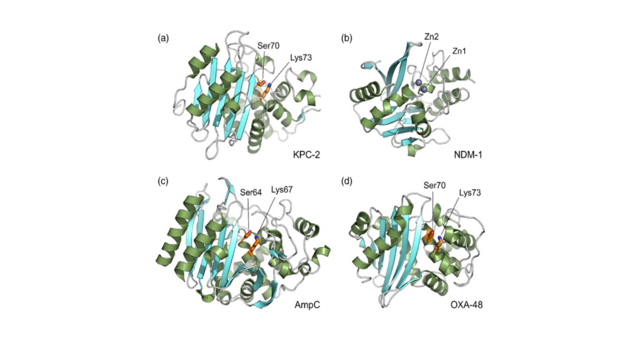 WIKIMOLE—Durlobactam