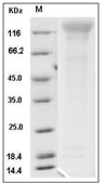 CD96 Protein, Mouse, Recombinant (His)