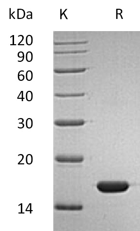 IFN-alpha 2b/IFNA2 Protein, Human, Recombinant