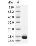 FLT3 Ligand Protein, Human, Recombinant