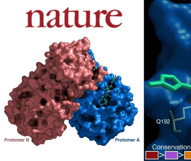 Latest Nature paper on searching COVID-19 drugs cites TargetMol's compound library