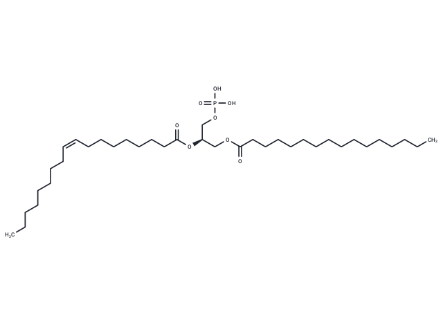 1-Palmitoyl-2-Oleoyl-sn-glycero-3-PA