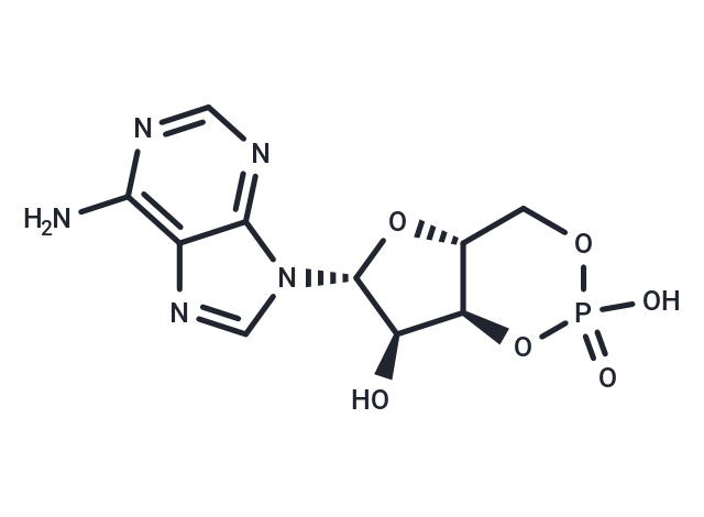 Cyclic AMP