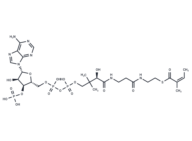 Angeloyl-CoA