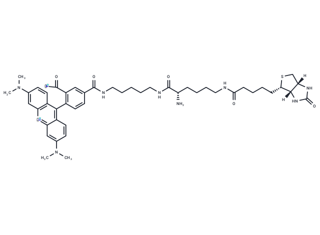 TMR Biocytin