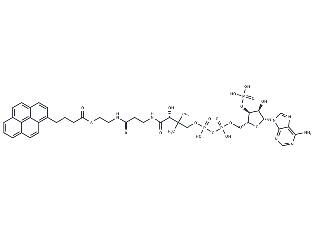 1-Pyrenebutanoyl-CoA