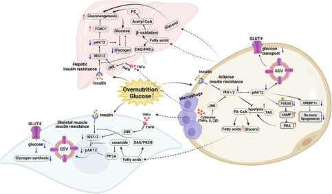 WIKIMOLE—Insulin