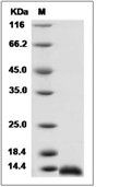 MIP-1 alpha/CCL3 Protein, Rat, Recombinant