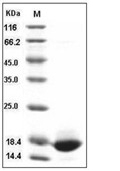 FGF-1 Protein, Mouse, Rat, Recombinant