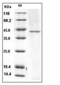 TCN2 Protein, Human, Recombinant (His)