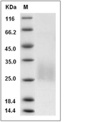 REG4 Protein, Rat, Recombinant (His)