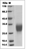 EPO/Erythropoietin Protein, Mouse, Recombinant