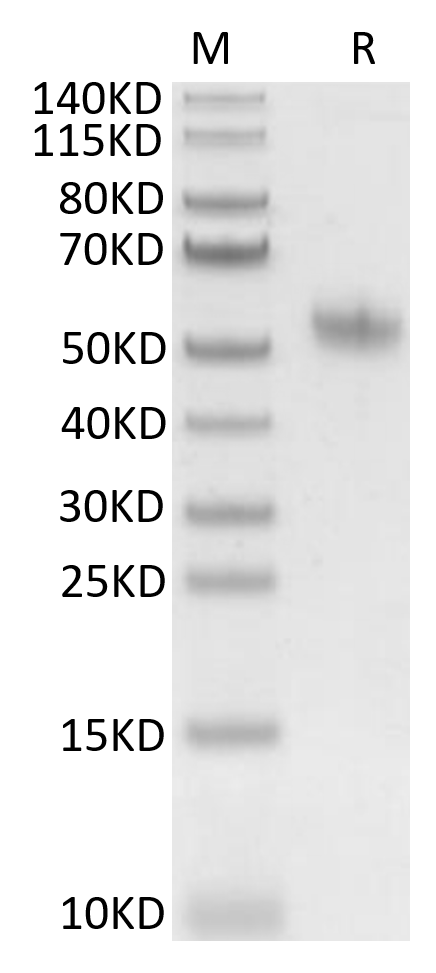 Osteopontin Protein, Mouse, Recombinant (His)